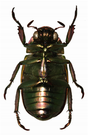 Chrysina alfredolaui ventral view