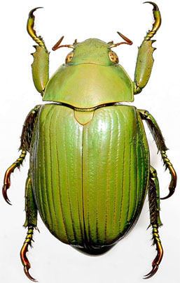 Chrysina alphabarrerai