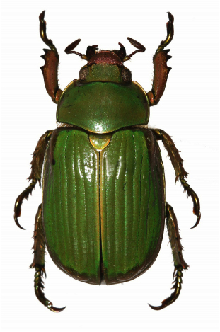 Chrysina arellanoi