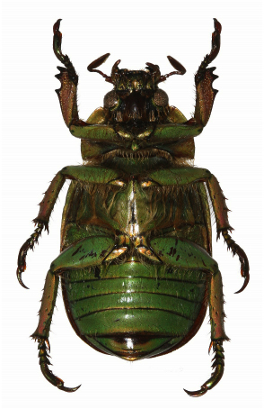 Chrysina arellanoi ventral view
