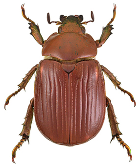 Chrysina arellanoi