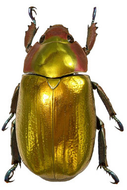Chrysina aurigans