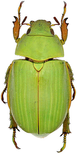 CChrysina auripes
