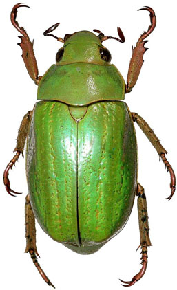 Chrysina aurofoveata