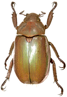 Chrysina auropunctata