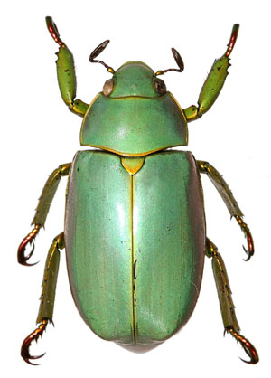 Chrysina aurora