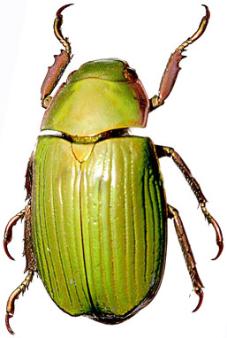Chrysina badeni