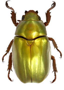 Chrysina batesi