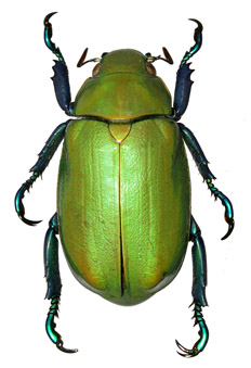 Chrysina beckeri