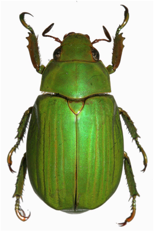 Chrysina benesi