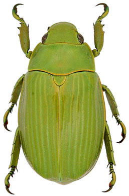 Chrysina beraudi