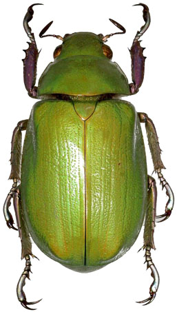 Chrysina beyeri