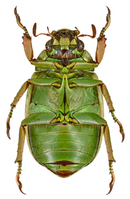 C. blackalleri