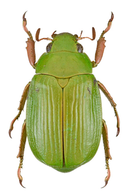 Chrysina blackalleri