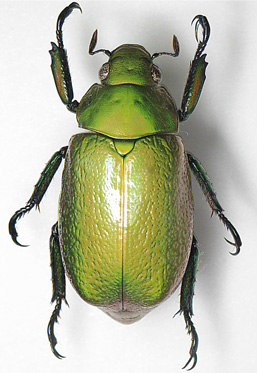 Chrysina boucardi