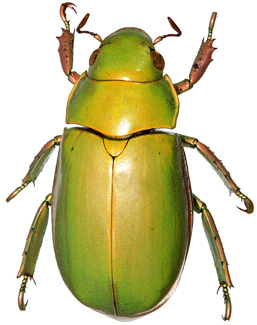 Chrysina bruyeai