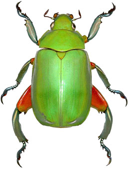 Chrysina cavei