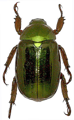 Chrysina chalcothea