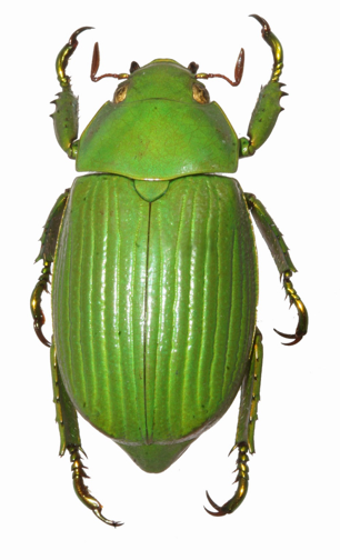 Chrysina chloreis dorsal view
