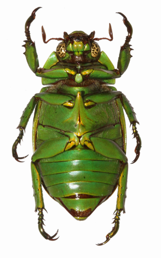 Chrysina chloreis ventral view