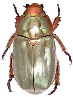 Chrysina chrysargyrea