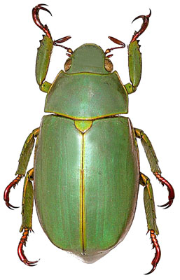 Chrysina chrysopedila