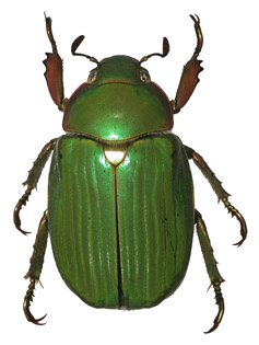 Chrysina citlaltepetlamayatli