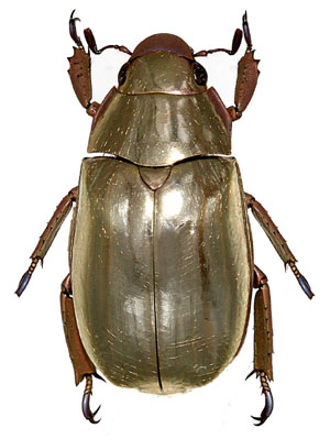 Chrysina clypealis