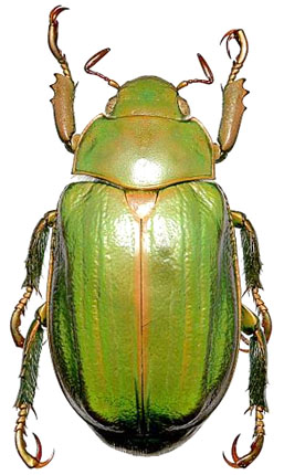 Chrysina colima