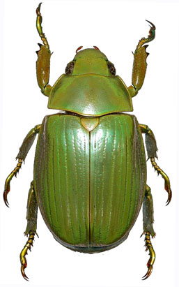 Chrysina costata
