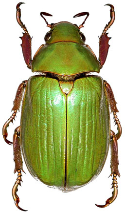 Chrysina crassimargo