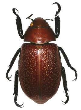 Chrysina cunninghami