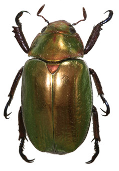 Chrysina curoei
