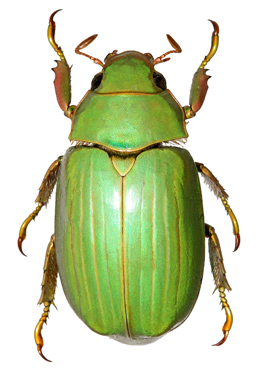 Chrysina cusuquensis