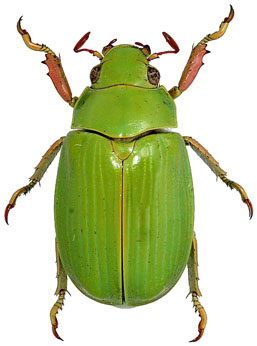 Chrysina dianae