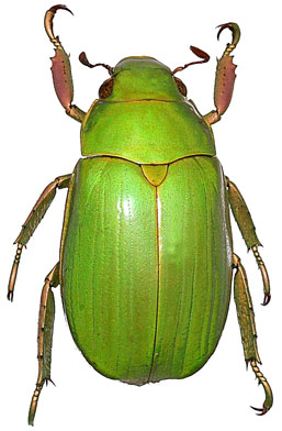 chrysina diversa