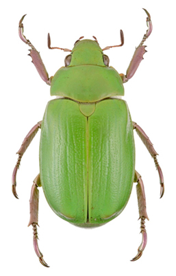 Chrysina donthomasi