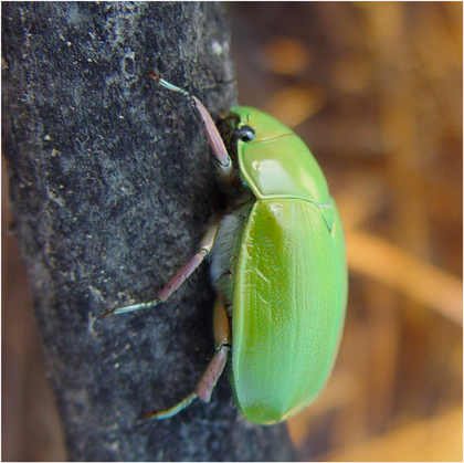 C. donthomasi
