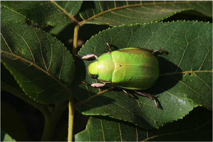 Chrysina donthomasi