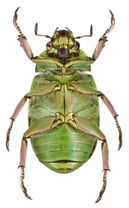 C. donthomasi
