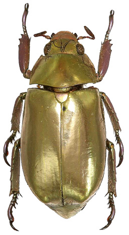 Chrysina dzidorhum