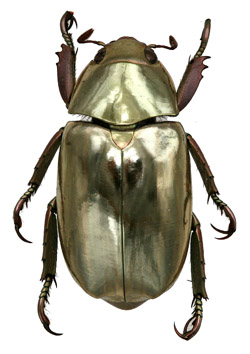 Chrysina ericsmithi