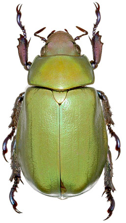 Chrysina erubescens