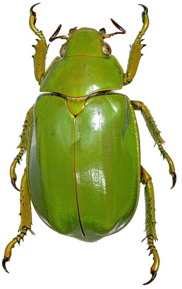 Chrysina expansa