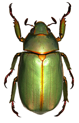 chrysina eyai