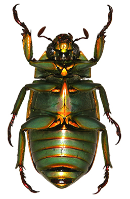 Chrysina eyai ventral view