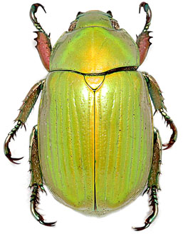 Chrysina flohri