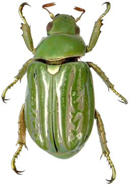 Chrysina gloriosa