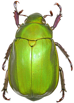 chrysina gorda