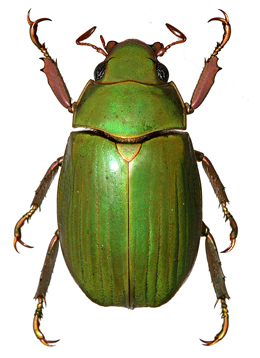 Chrysina guatemalensis